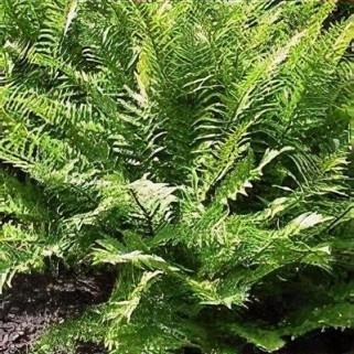 Papartis kelminis (lot. Dryopteris filixmas)  Furcans