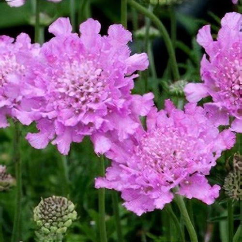 Žvaigždūnė  (lot. Scabiosa columbaria) Flutter™ Rose Pink