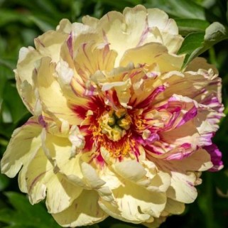Bijūnas  ( lot. peonia hybrida) Lollipop 2025 ruduo