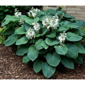 Melsvė ( lot. Hosta) Elegans