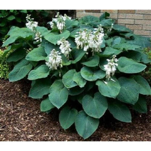 Melsvė ( lot. Hosta) Elegans