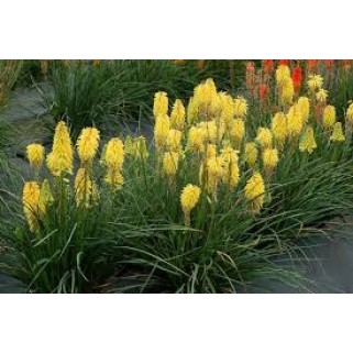Knipofija (lot. Kniphofia uvaria) Poco Yellow
