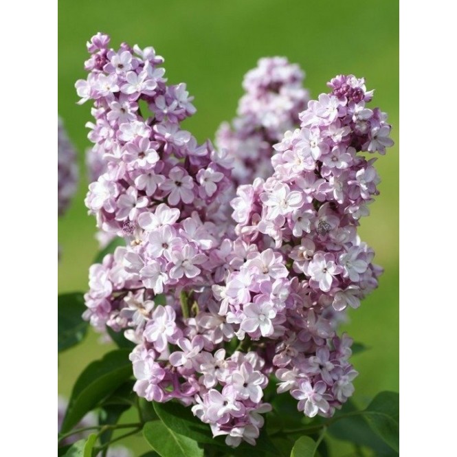 Alyva  ( lot.Syringa  vulgaris) General Pershing