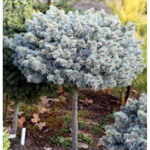 Eglė dygioji ant koto ( lot. Picea pungens)  Blaukissen