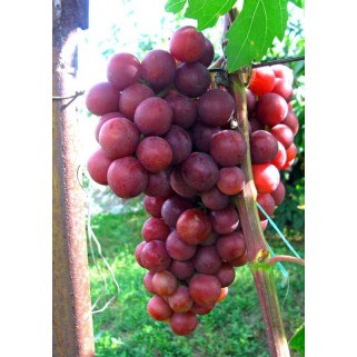 Vynuogė( lot. Vitis) Lidia