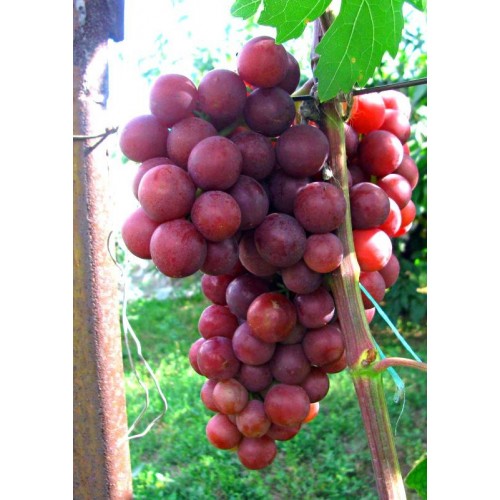 Vynuogė( lot. Vitis) Lidia