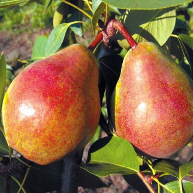 Kriaušė vasarinė ( lot.Pyrus communis) Izolda