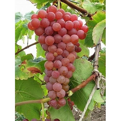 Vynuogė( lot. Vitis) Einset Seedless