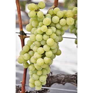 Vynuogė( lot. Vitis) Iza Zaliwska