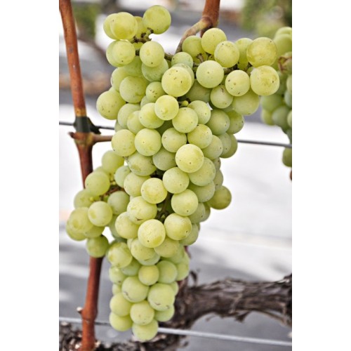 Vynuogė( lot. Vitis) Iza Zaliwska