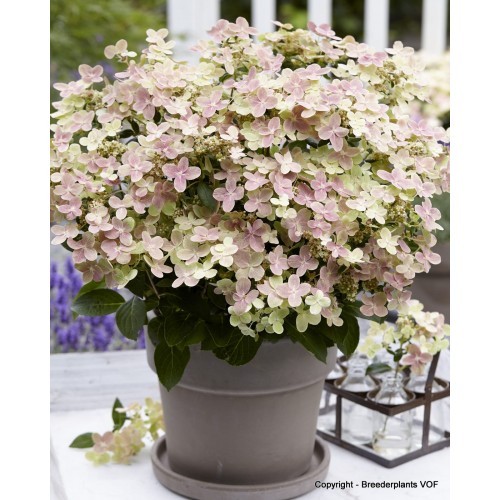 Hortenzija šluotelinė ( lot. Hydrangea paniculata) Polestar