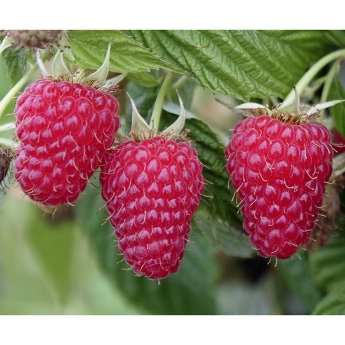 Avietė rudeninė (lot. Rubus idaeus)  Polka
