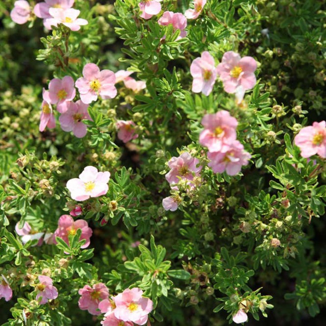 Sidabražolė krūminė ( lot. Potentilla fruticosa) Pink Queen