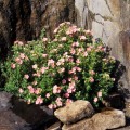 Sidabražolė krūminė ( lot. Potentilla fruticosa) Pink Queen