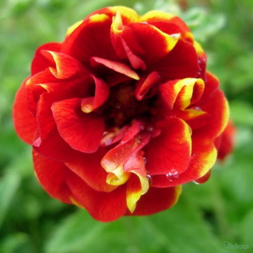 Sidabražolė nepalinė ( lot. Potentilla nepalensis) Arc en Ciel