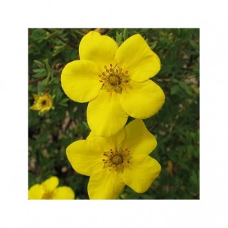 Sidabražolė krūminė ( lot. Potentilla fruticosa) Gold Star
