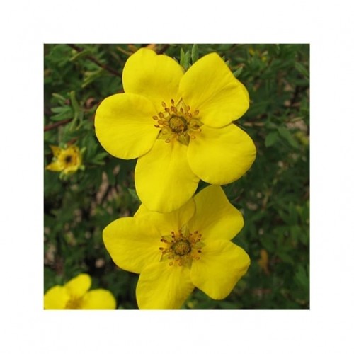 Sidabražolė krūminė ( lot. Potentilla fruticosa) Gold Star