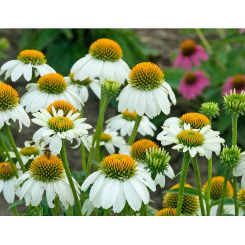 Ežiuolė rausvažiedė (lot.Echinacea purpurea) PowWow White