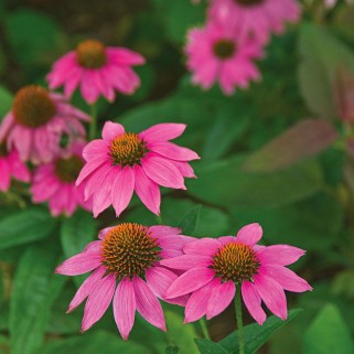 Ežiuolė rausvažiedė (lot.Echinacea purpurea) PowWow Wild Berry