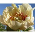Bijūnas ( lot. peonia hybrida)  ITOH  Prairie Charm, 2026 ruduo