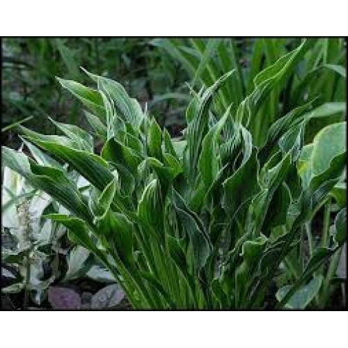 Melsvė ( lot. Hosta) Praying Hands