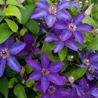 Raganė ( lot.Clematis) President