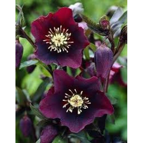 Eleboras( lot. Helleborus orientalis)  Pretty Elen Red