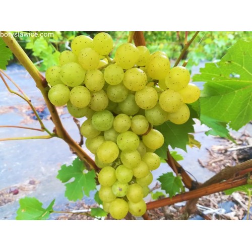 Vynuogė( lot. Vitis) Prim