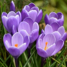 Krokai didžiažiedžiai (lot. Crocus)  Grand Maitre , 10 vnt Krokai didžiažiedžiai (lot. Crocus)  Grand Maitre , 10 vnt