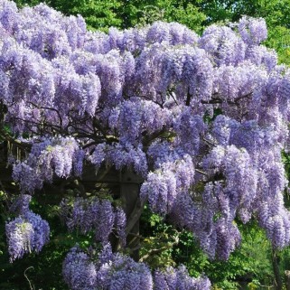 Visterija kininė( lot. Wisteria sinensis ) Prolific