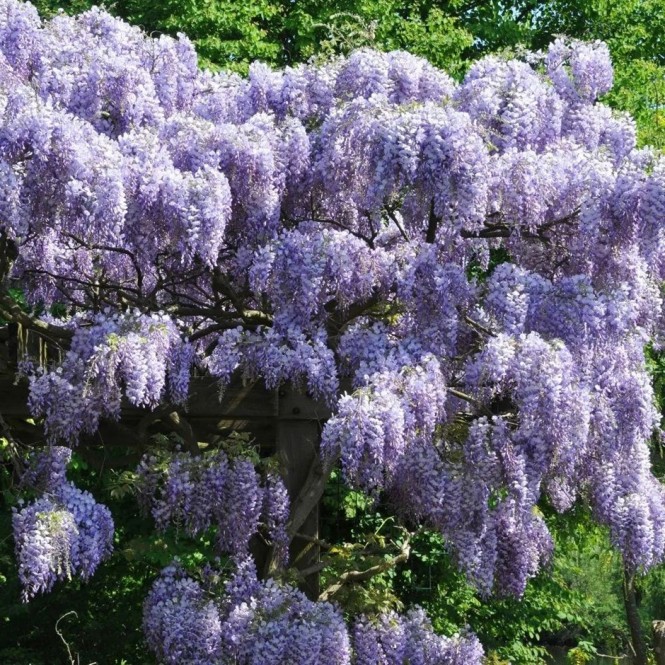 Visterija kininė( lot. Wisteria sinensis ) Prolific