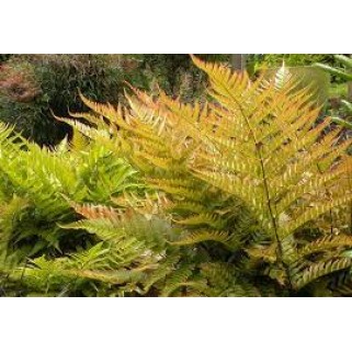 Papartis (lot. Dryopteris erythrosora) Prolifica