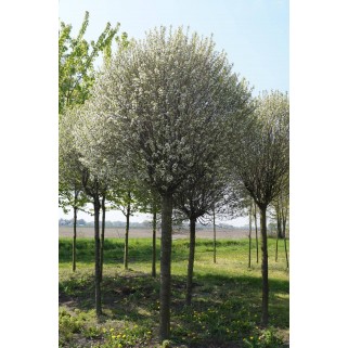 Vyšnia krūminė  (lot. Prunus ×eminens) Umbraculifera