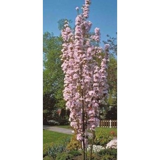 Vyšnia smailiadantė - sakura (Prunus serrulata)  Amanogawa