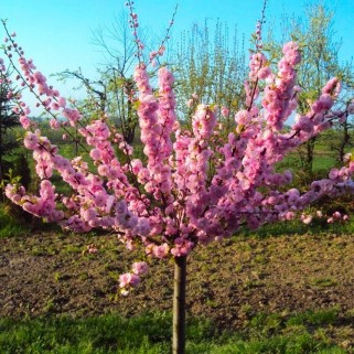 Migdolas triskiautis skiepytas ant koto( lot.Prunus triloba) 