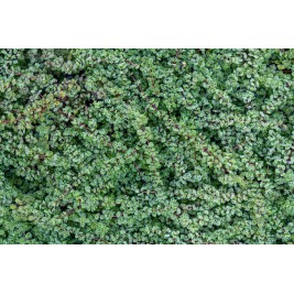 Čiobrelis ( lot. Thymus praesox)  Pseudolanuginosus