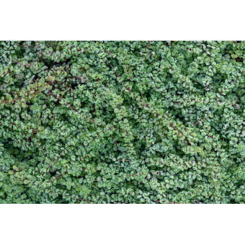 Čiobrelis ( lot. Thymus praesox)  Pseudolanuginosus