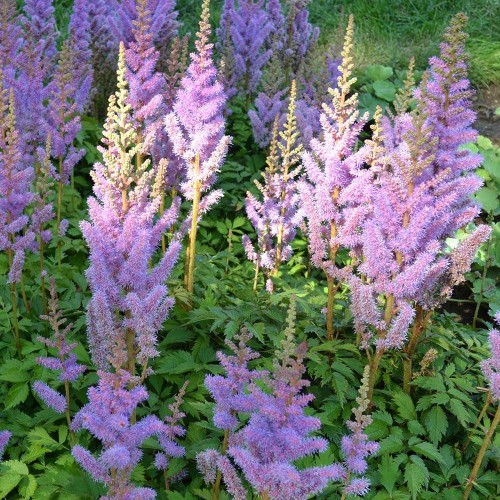 Astilbė kininė  (lot.Astilbe chinensis) Pumila