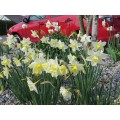 Narcizas daugiažiedis ( lot. Narcissus)  Pueblo, 50 vnt