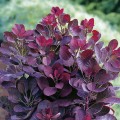 Pūkenis europinis ant koto ( lot. Cotinus coggyria) Royal  Purple 