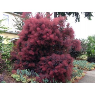 Pūkenis europinis ( lot. Cotinus coggyria) Royal  Purple