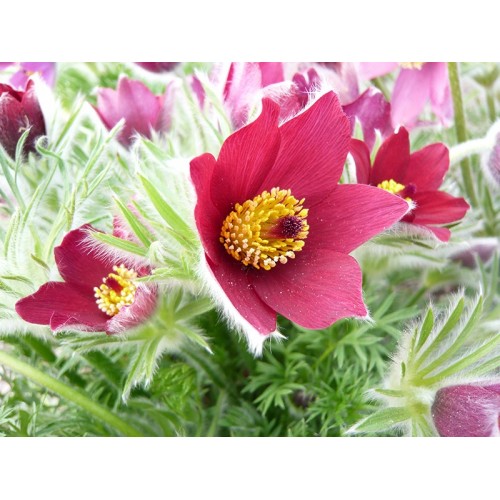  Šilagėlė (lot.Pulsatilla vulgaris) Red Shades