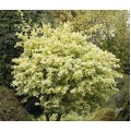Klevas trakinis( lot. Acer campestre) Pulverulentum