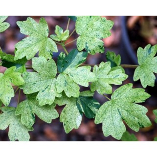 Klevas trakinis( lot. Acer campestre) Pulverulentum