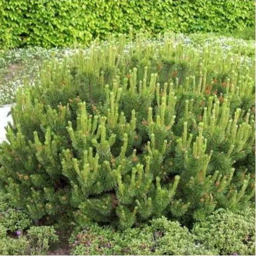 Pušis kalninė pumilio (lot. Pinus mugo var. pumilio)