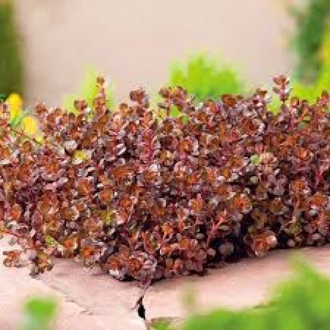 Šilokas  ( lot. Sedum spurium) Purpureum Winter