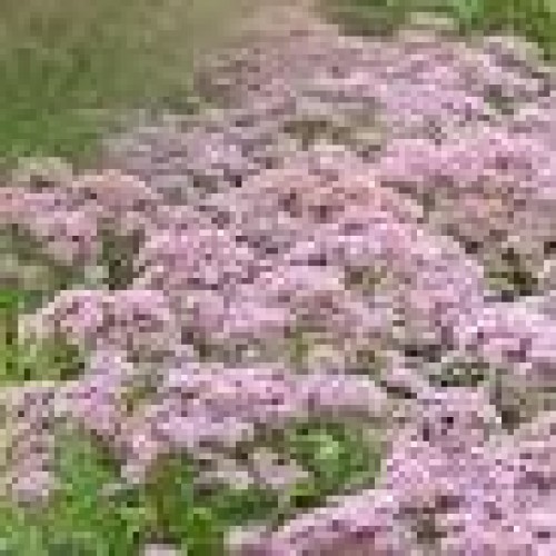 Kemeras ( lot.Eupatorium  ) Purple Blush
