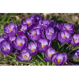 Krokai didžiažiedžiai (lot. Crocus)  Flower Record , 10 vnt Krokai didžiažiedžiai (lot. Crocus)  Flower Record , 10 vnt
