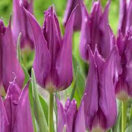 Tulpės Purple Dream, 10 vnt Tulpės Purple Dream, 10 vnt