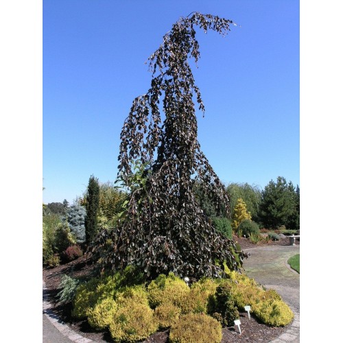 Bukas ( lot. Fagus sylvatica) Purpurea Pendula